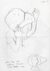 drawings by William Cobbing