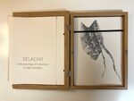 Selachii. A Morphology of Extinction in Eight Samples. by Imke Kreiser