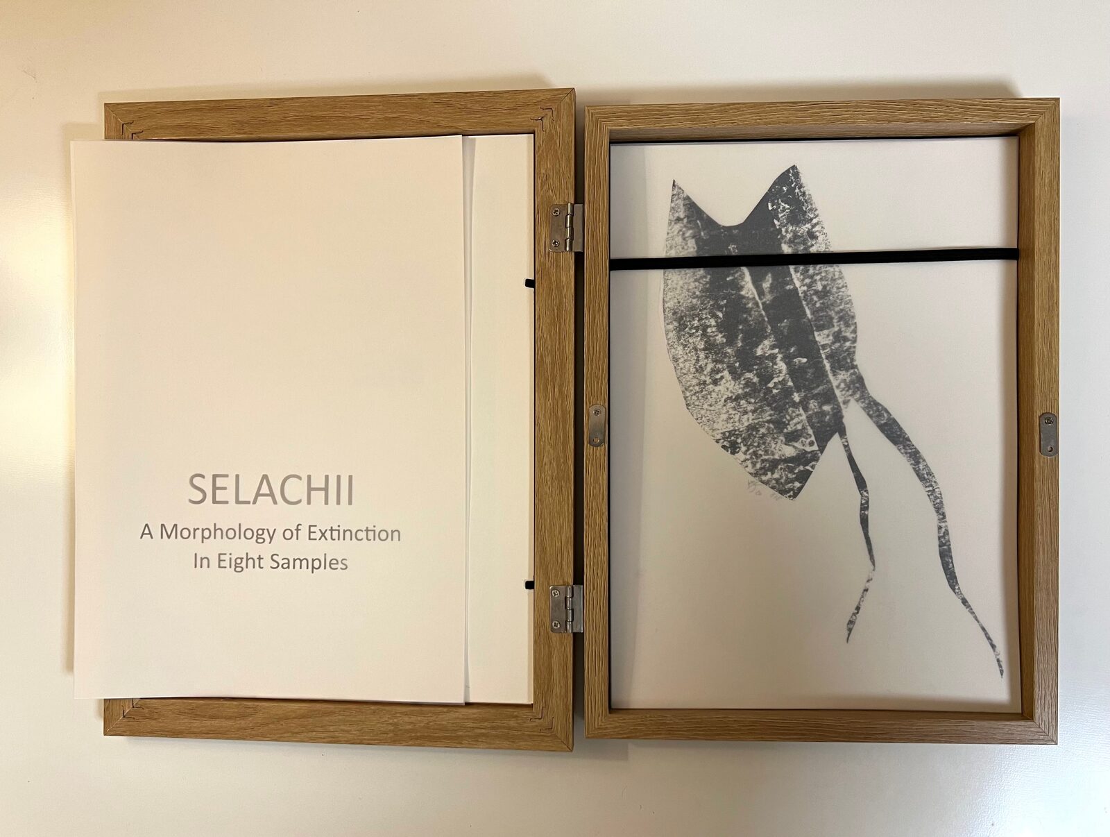 Image gallery Selachii. A Morphology of Extinction in Eight Samples. by Imke Kreiser