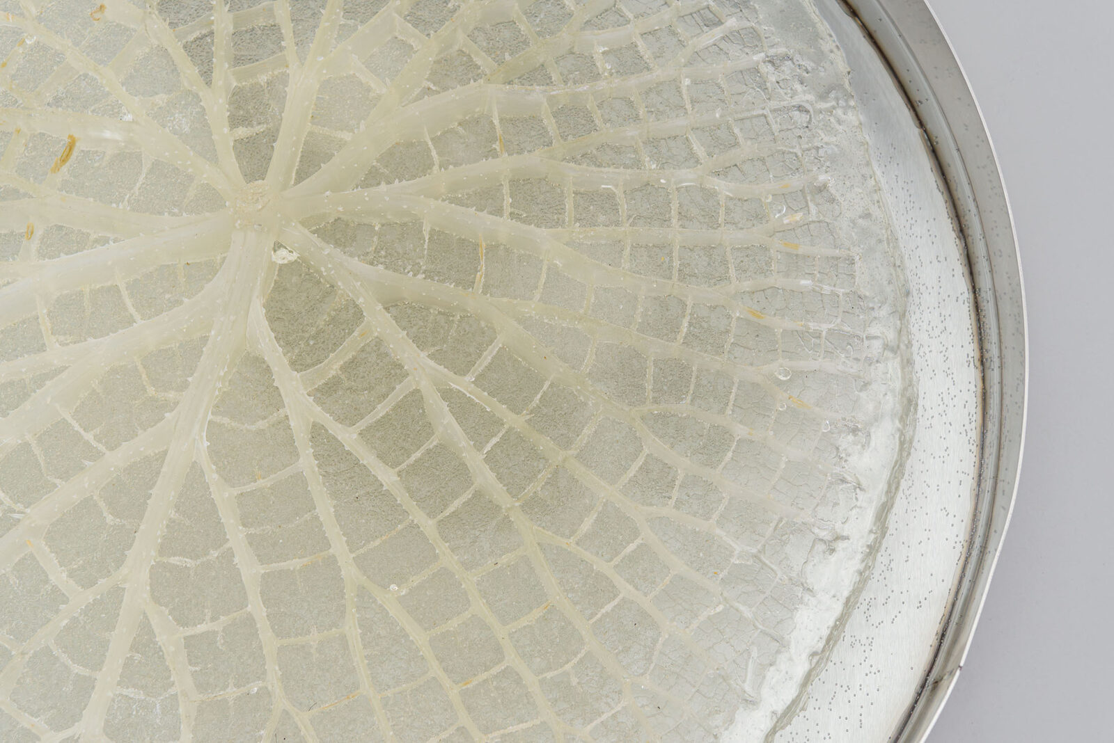 Victoria: The Becoming of a Beast by Leon Simonis – detail view