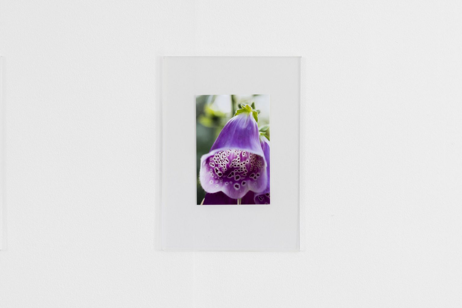 Image gallery \d by Michala Paludan – detail view
