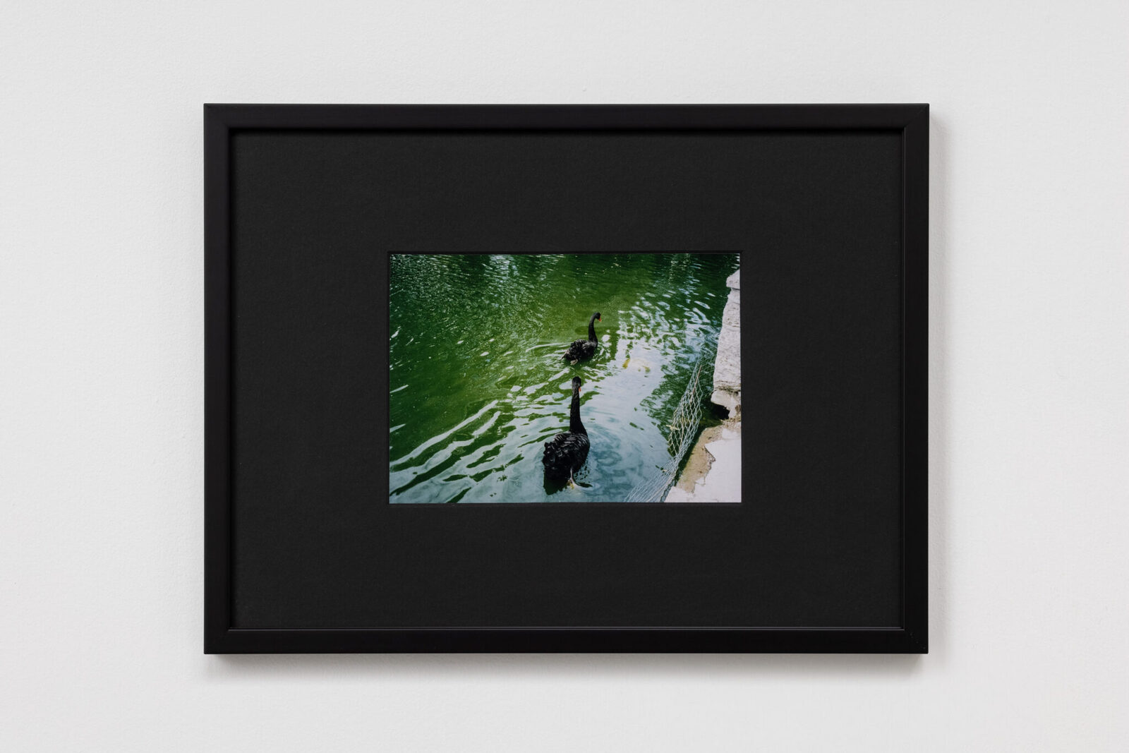 The Casting Out of the Black Swans by Ryan Cullen