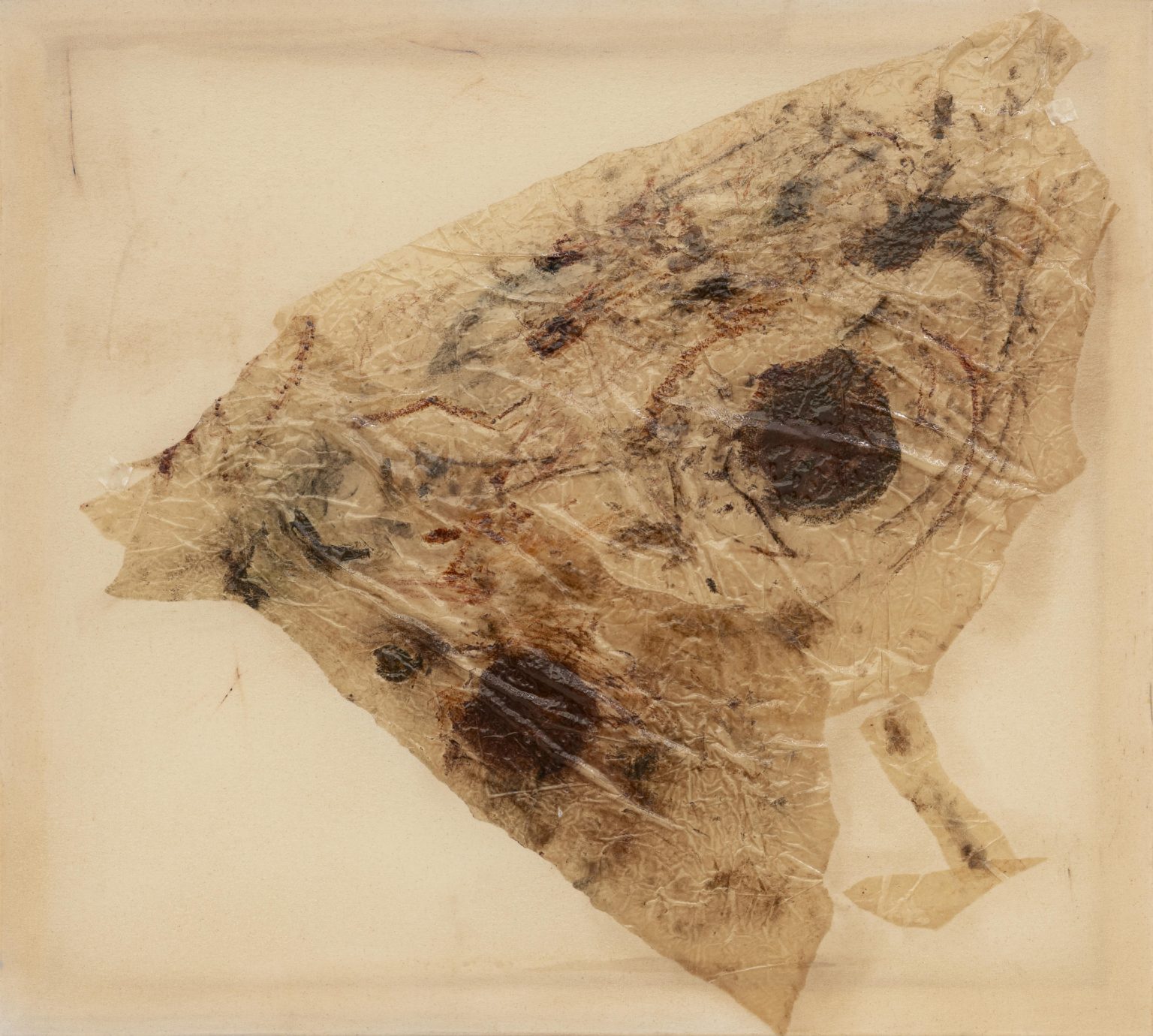 Image gallery Moth study (2) by Anousha Payne