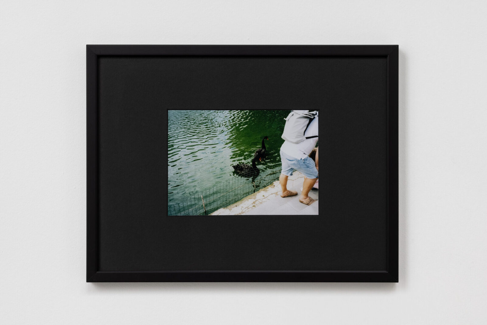 The Casting Out of the Black Swans by Ryan Cullen