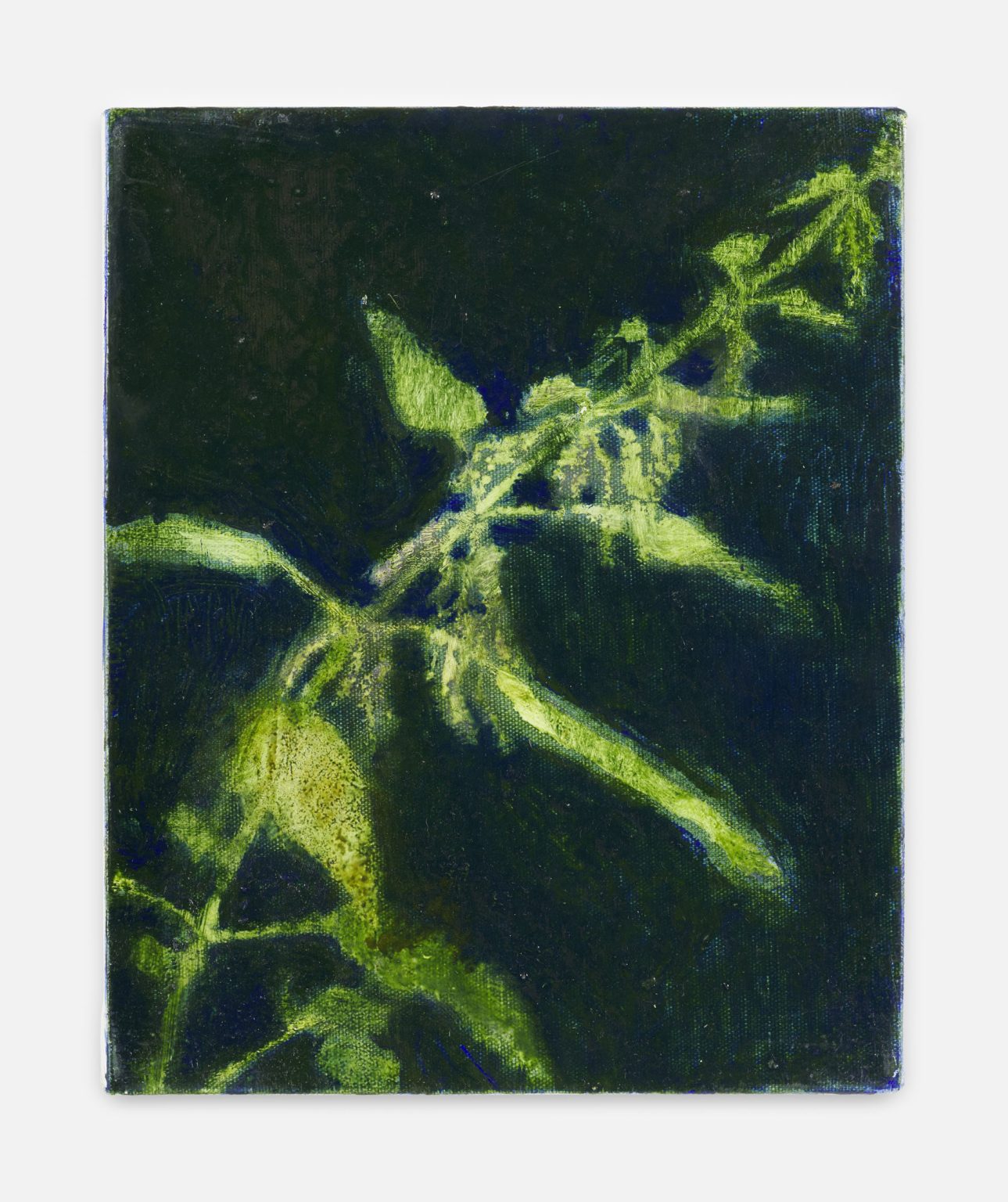 Nettle V by Ester Knapová