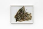 Moth study drawing by Anousha Payne