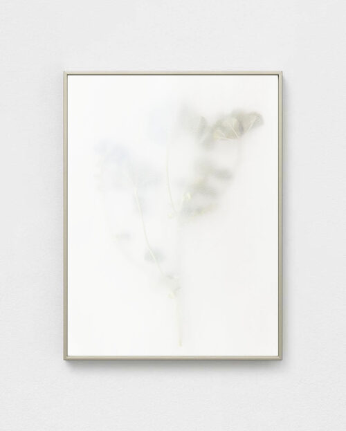 View featured artwork Khubayza by Dor Guez