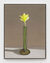 Daffodil by Michael Wilkinson