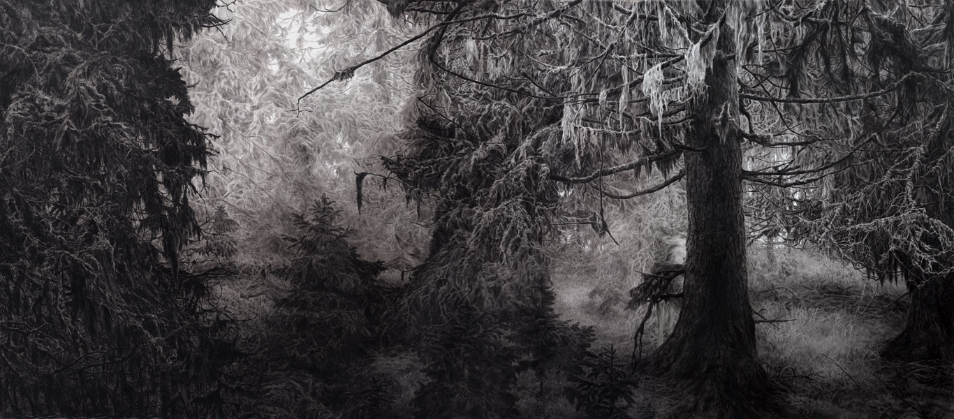Image gallery Deep in the forest by Lenka Falušiová