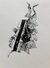 Selachii. A Morphology of Extinction in Eight Samples. by Imke Kreiser