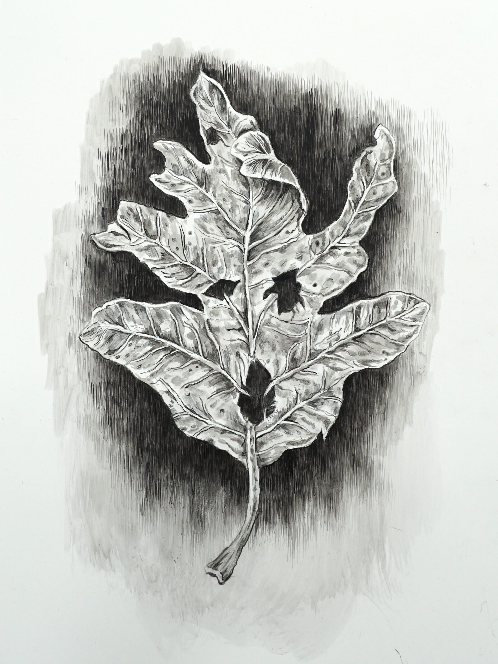 Image gallery Wilted (Oak) by Jude Griebel
