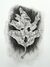 Wilted (Oak) by Jude Griebel