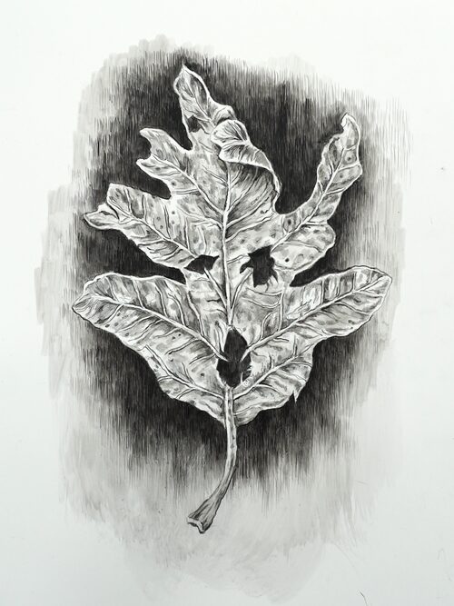View featured artwork Wilted (Oak) by Jude Griebel