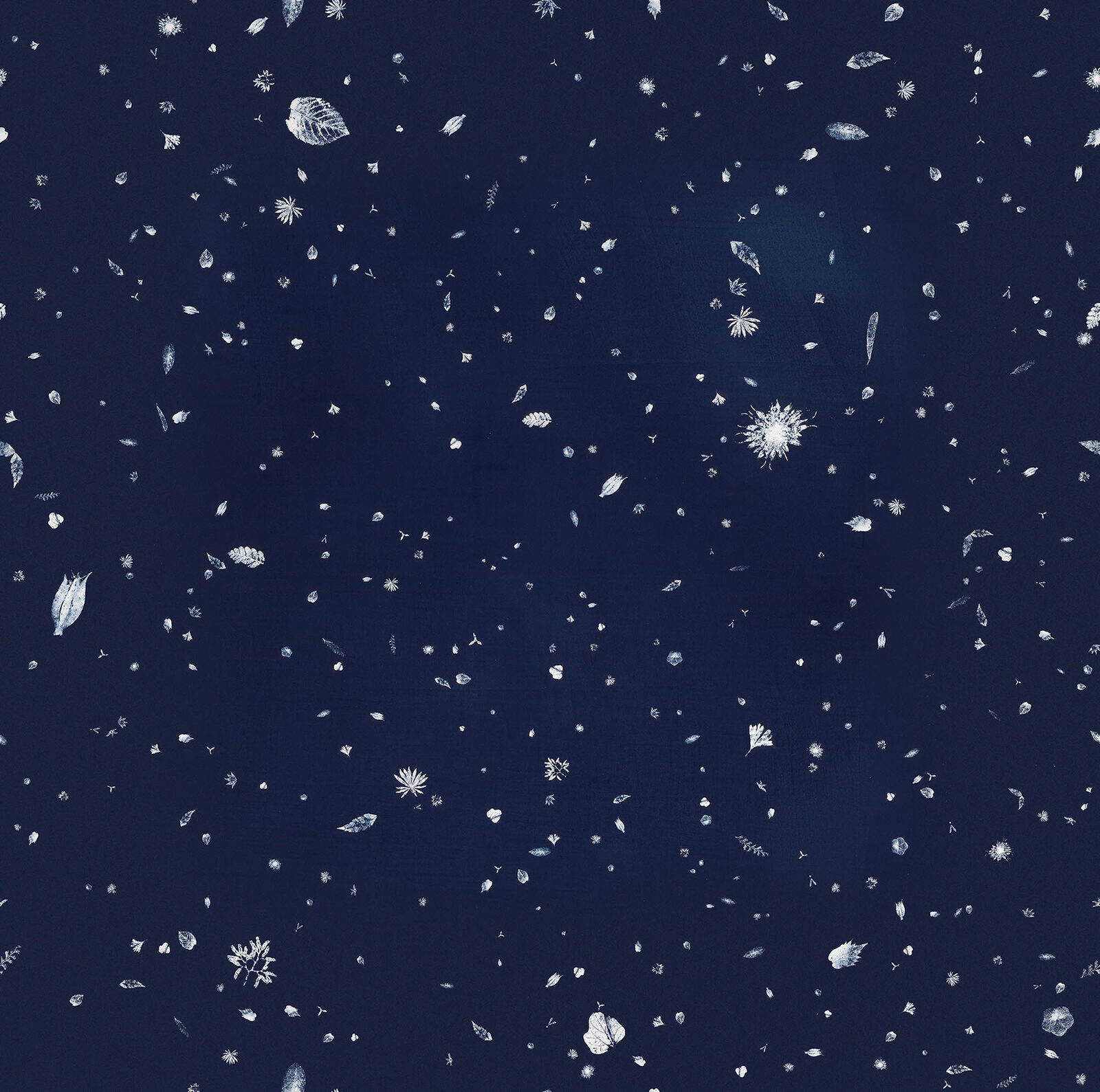 Image gallery Variations on a theme, 425 million years by Maya Kramer