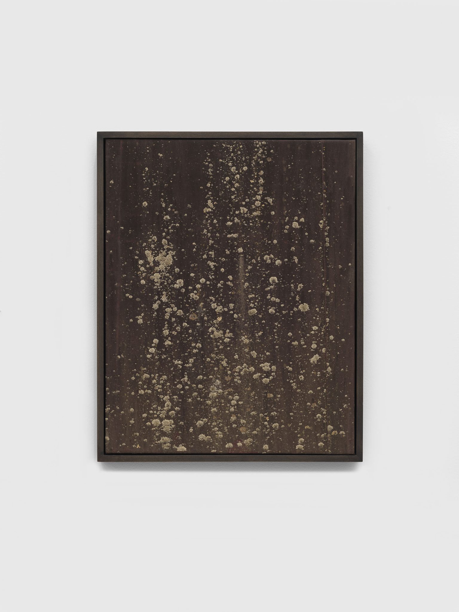 Sophomore by Nick Hoecker