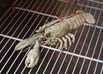 Fridge with three porcelain lobsters – detail view