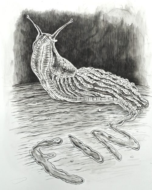 View featured artwork Fin by Jude Griebel
