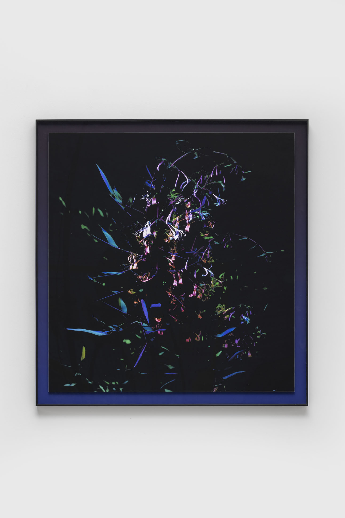 Image gallery Honeysuckle Summer Midnight by Ji Zhou