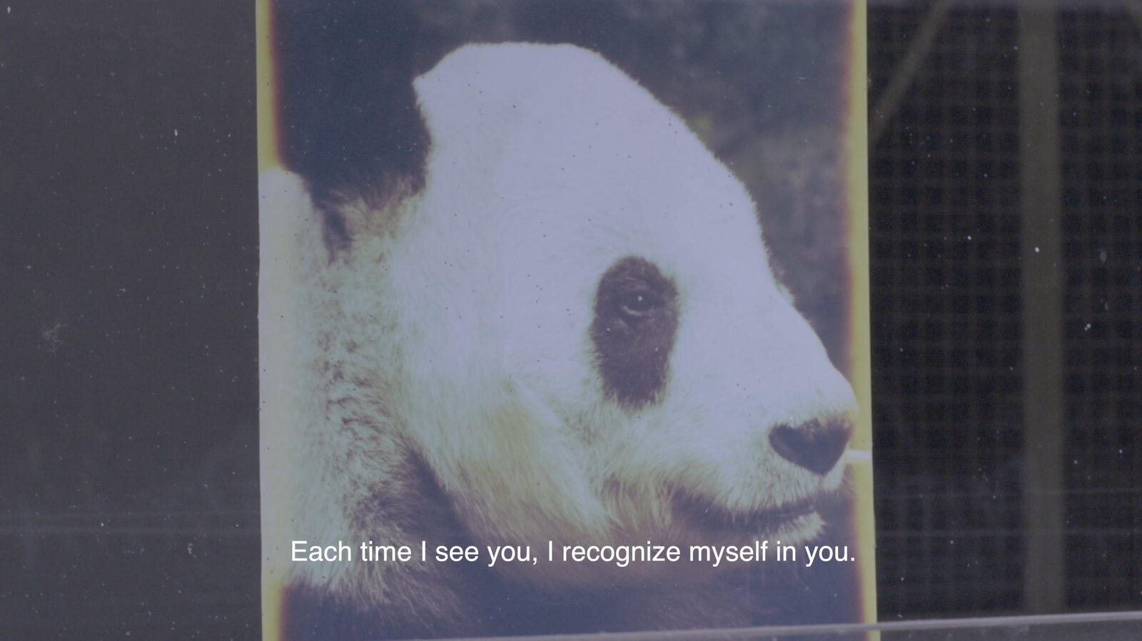 Love Letters to Xin Xin by Chantal Peñalosa Fong