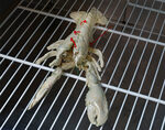 Fridge with three porcelain lobsters – detail view