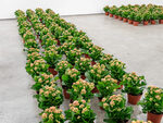 Field by Nina Beier – installation view