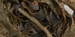 Deep Fried 7302 by Tony Conrad – detail view