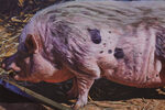 Pig with Screwdriver by Adam Higgins – detail view