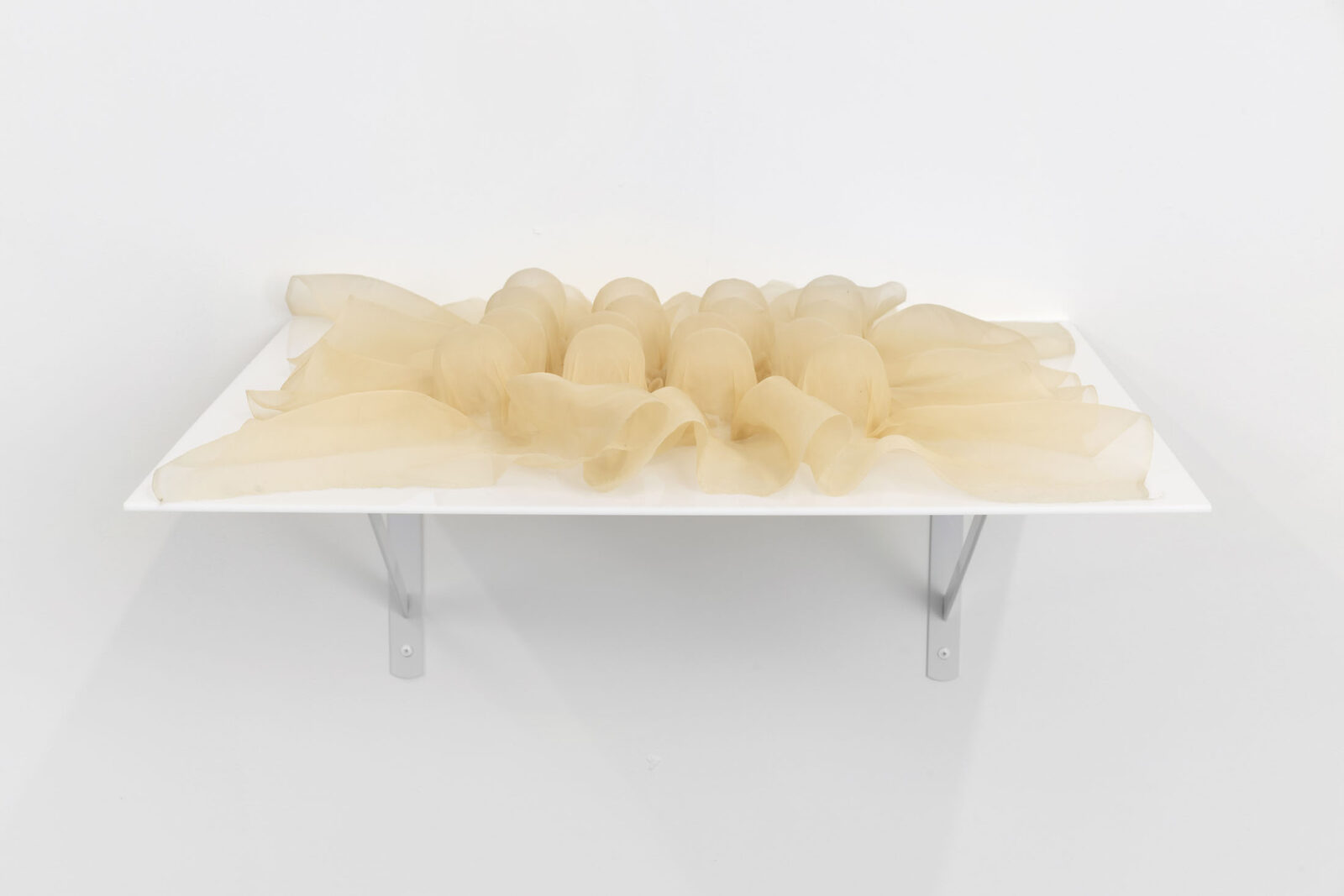 Salve (Polypodium vulgare) by Sarah Vajira Lindström – installation view