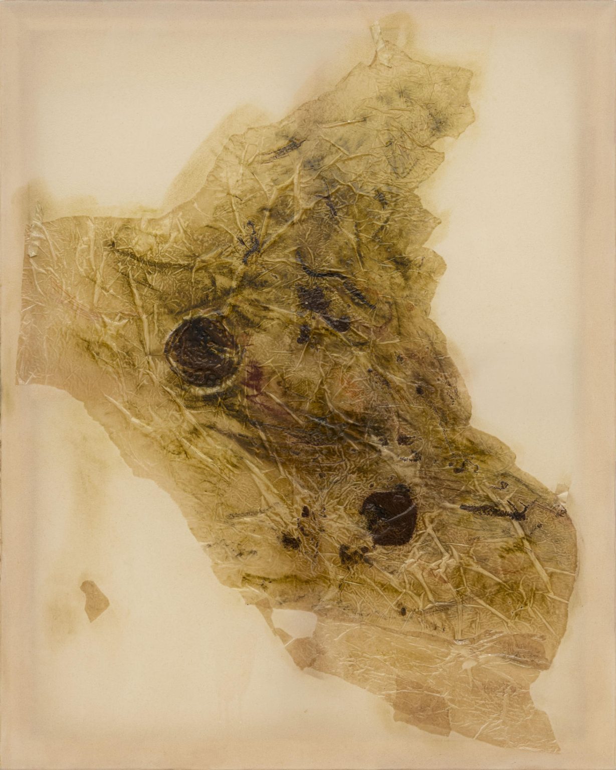 Image gallery Moth study 1 by Anousha Payne