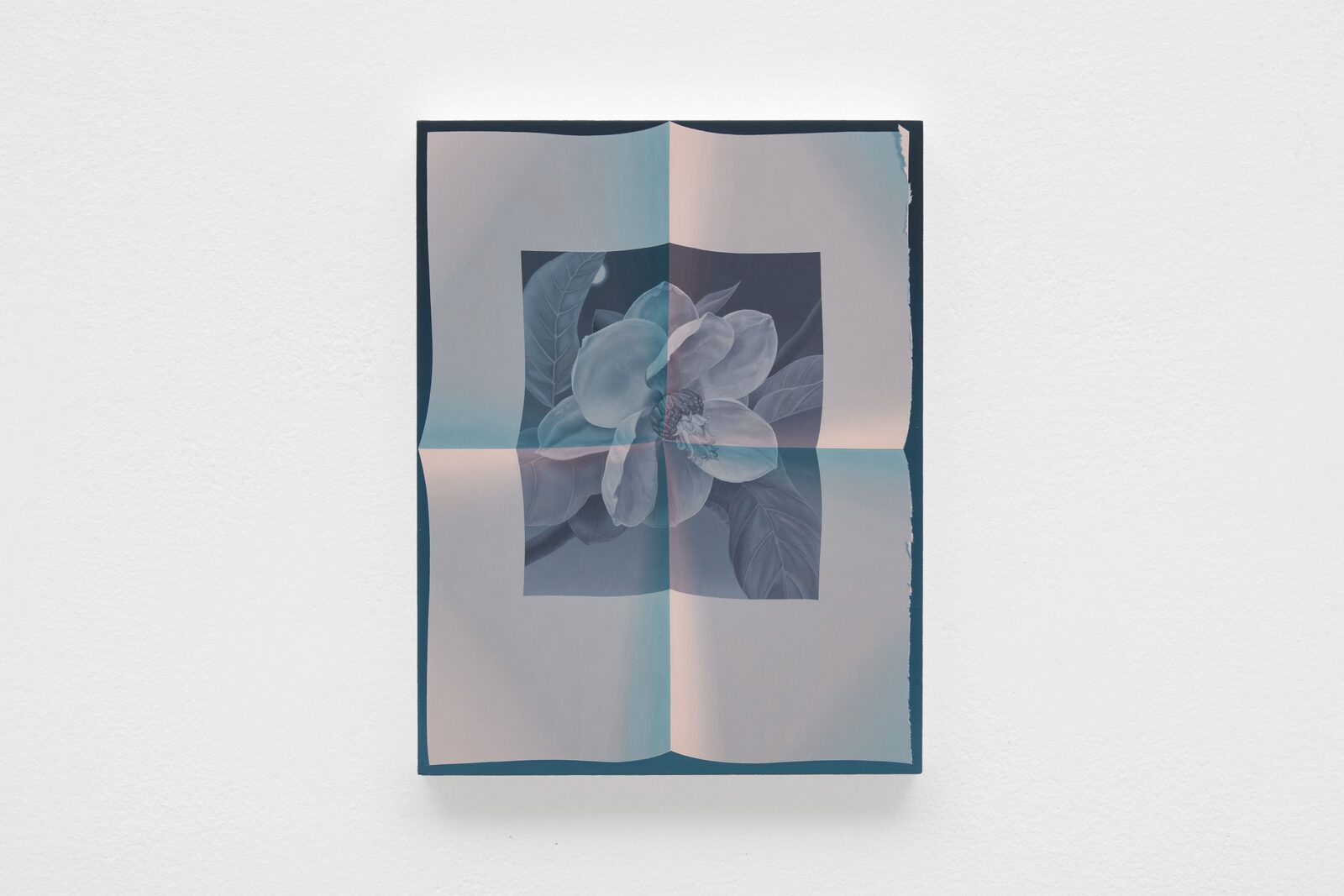 Image gallery Page unfolded (magnolia sieboldii) by Olivia Jia