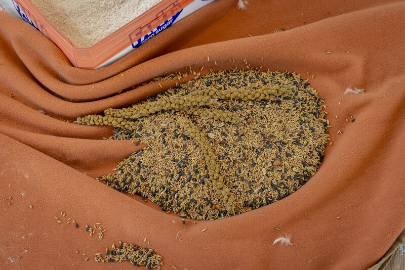 Elena Narbutaitė, Jason Dodge