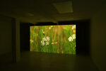 Michael Assiff: USA Flowers