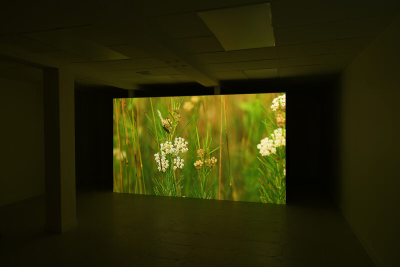 Michael Assiff: USA Flowers