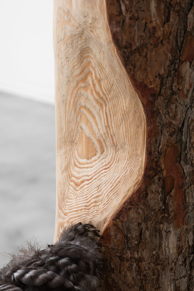 Old Snag