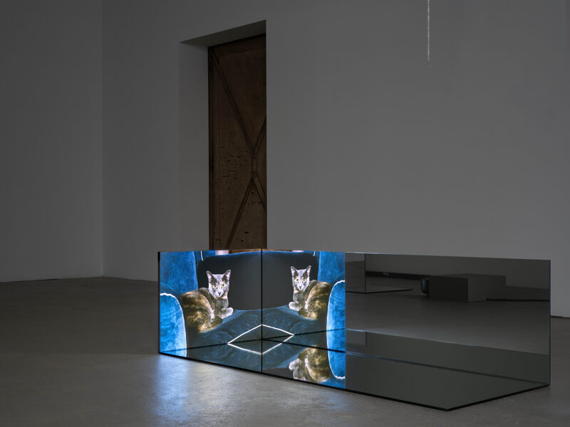 Confusion model into a butterfly