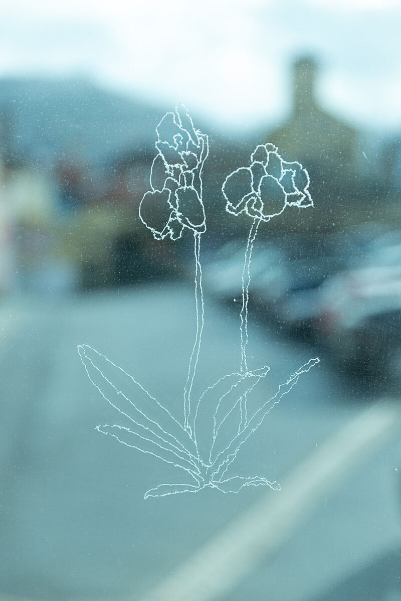 Nightblooming