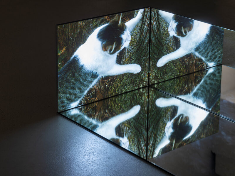 Confusion model into a butterfly