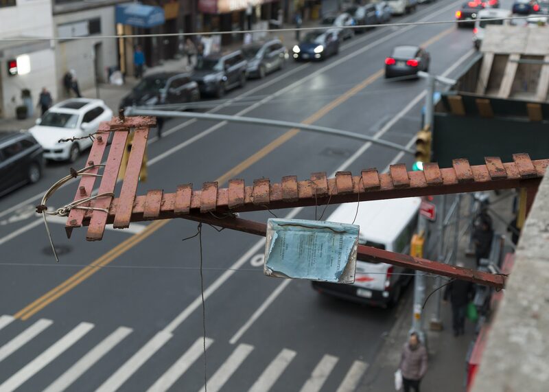 Snake, Turtle, Alligator