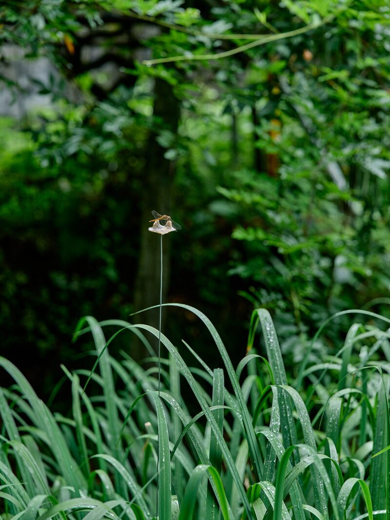 Light in August