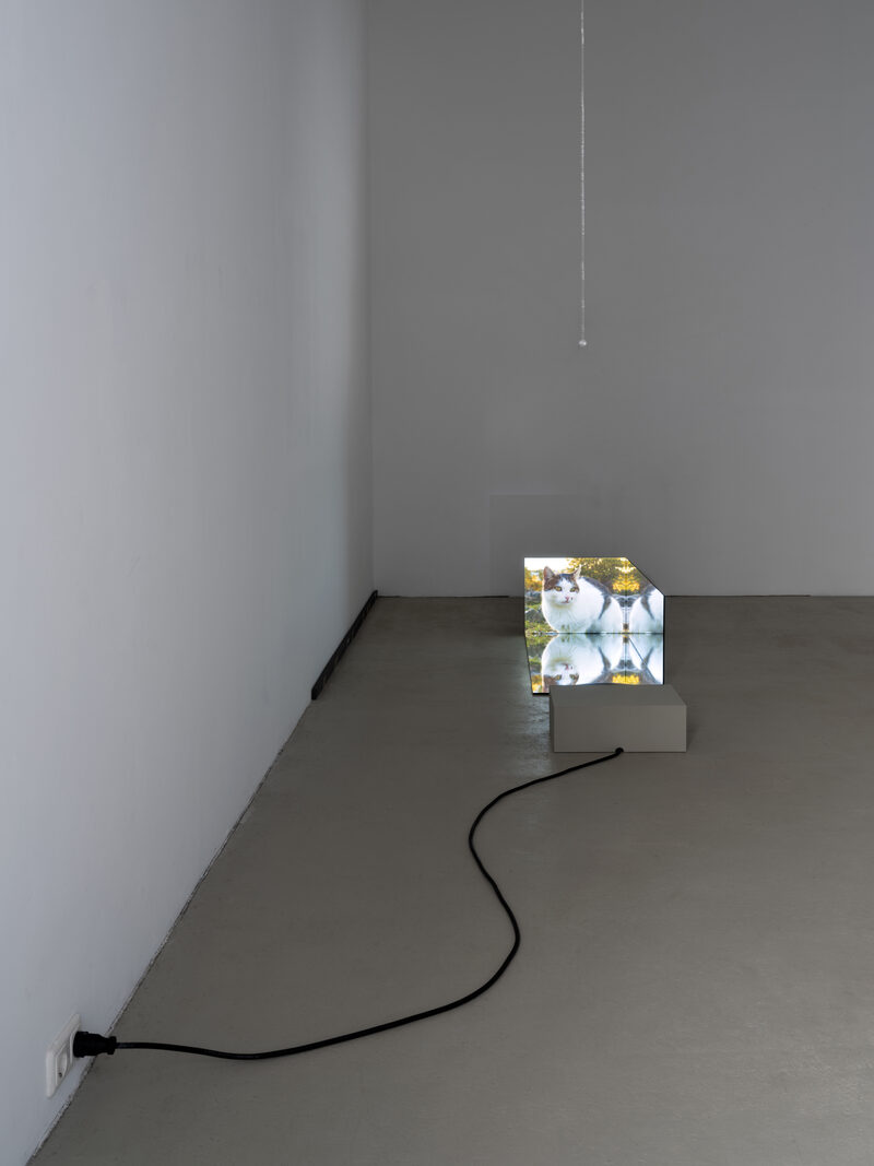 Confusion model into a butterfly