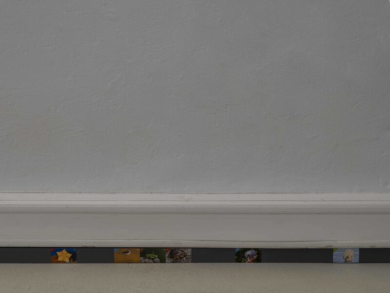 Confusion model into a butterfly