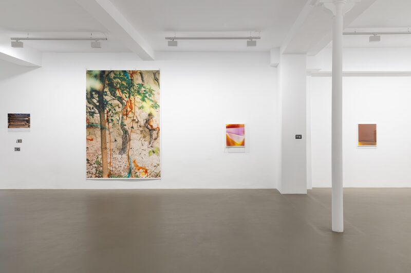 Glade / Clairière