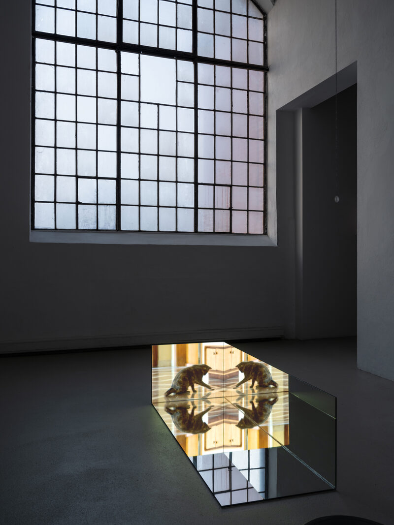 Confusion model into a butterfly