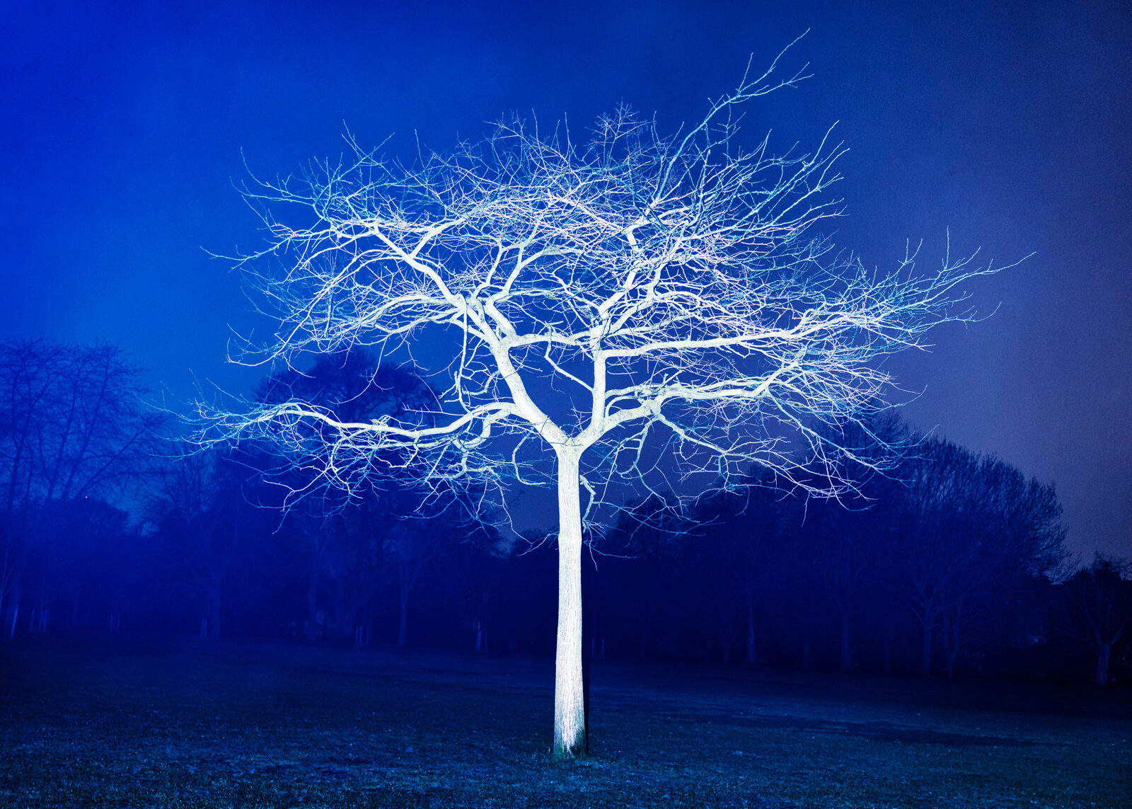 Image gallery Victoria's Trees