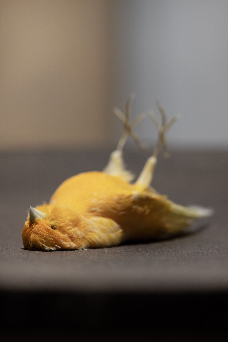 YELLOWSAKE - giallocanarino