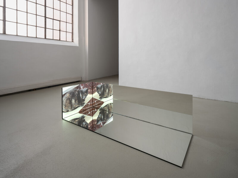 Confusion model into a butterfly