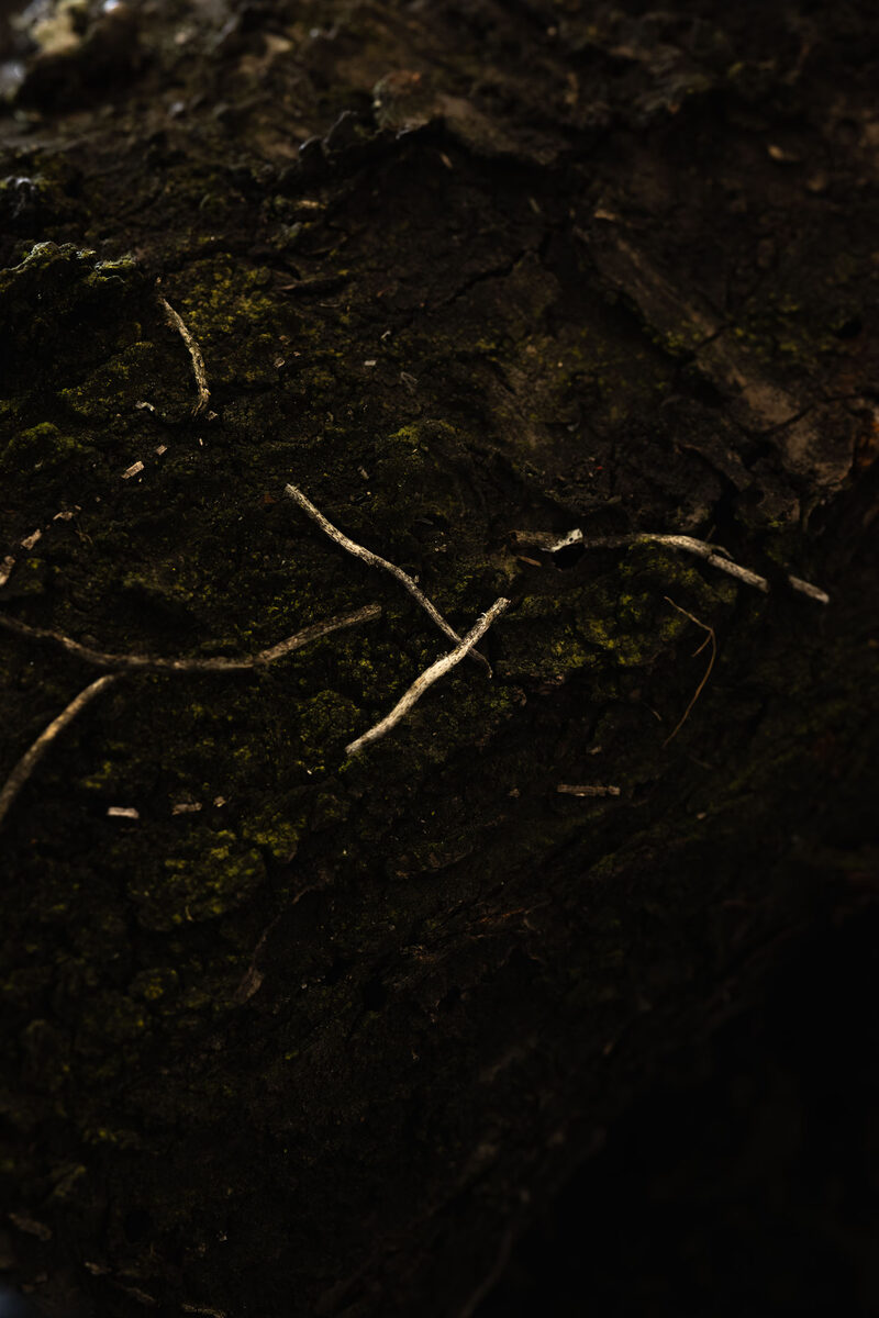 Old Snag