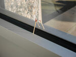 In a Grove of Lights