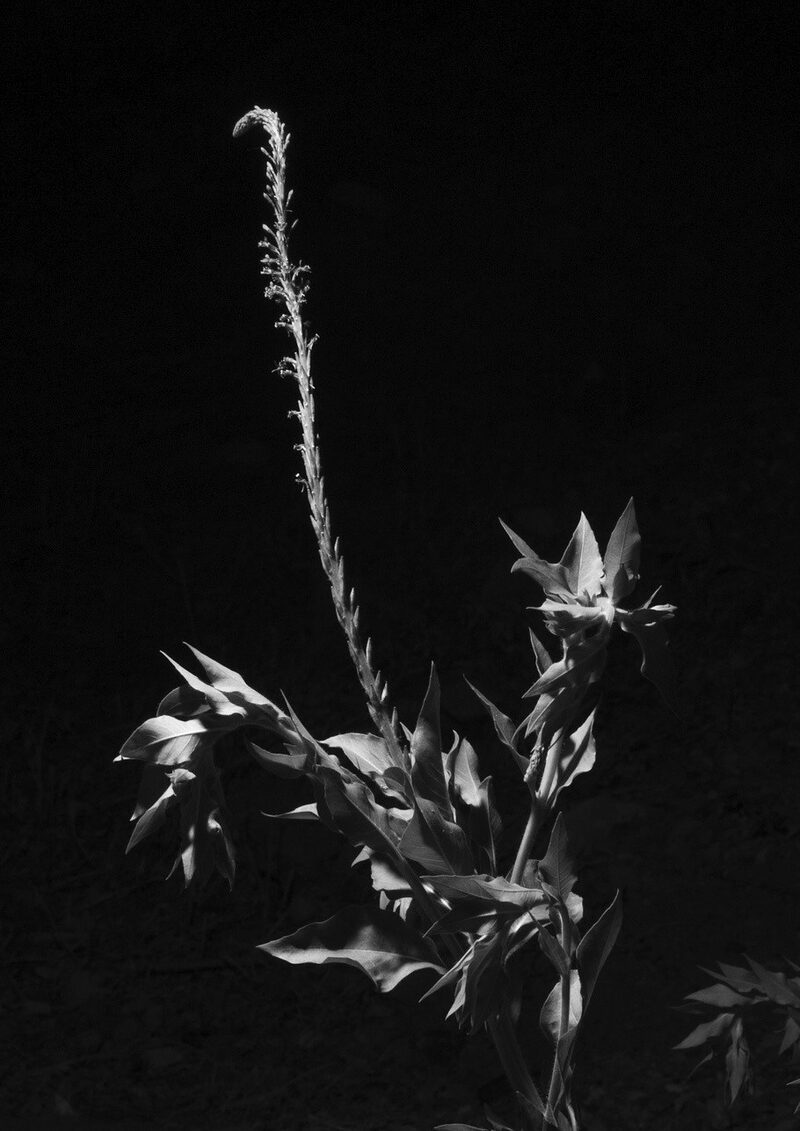 That Lovely Land of Might-Have-Been