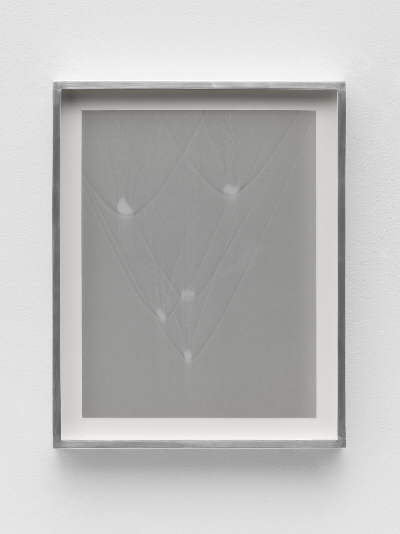 Snake, Turtle, Alligator